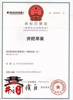 水果愛好者的福音 國家地理標志產品“井陘蘋果”上市，代理代辦全面啟動